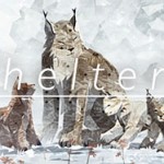 shelter 2