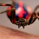 spider-man spider bite