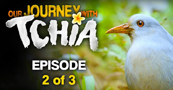 the beautiful open-world adventure game tchia has just released its second behind the scenes video